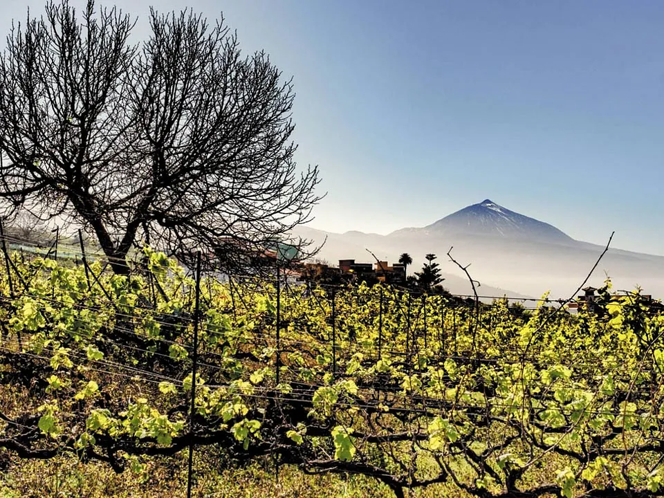 Bodega Atrevino